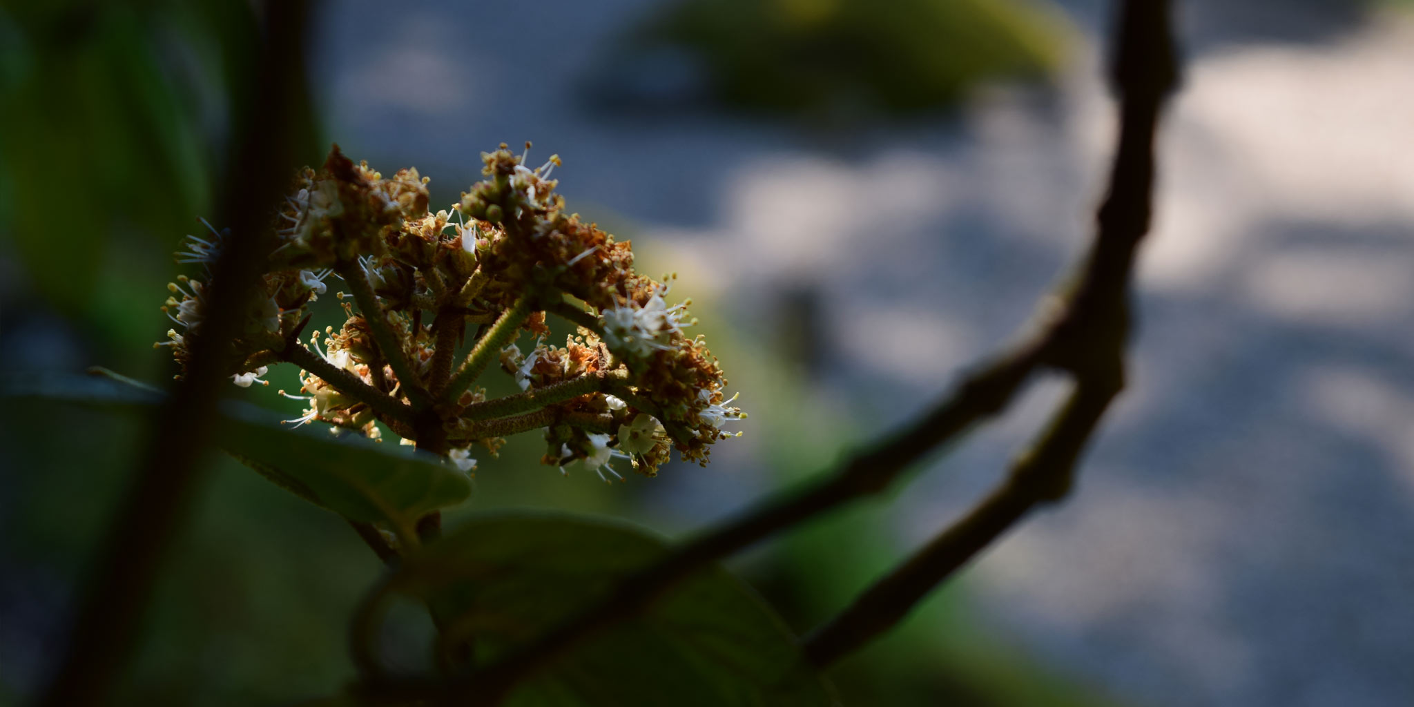 Runzelblättriger Schneeball – verwelkende Blüte
