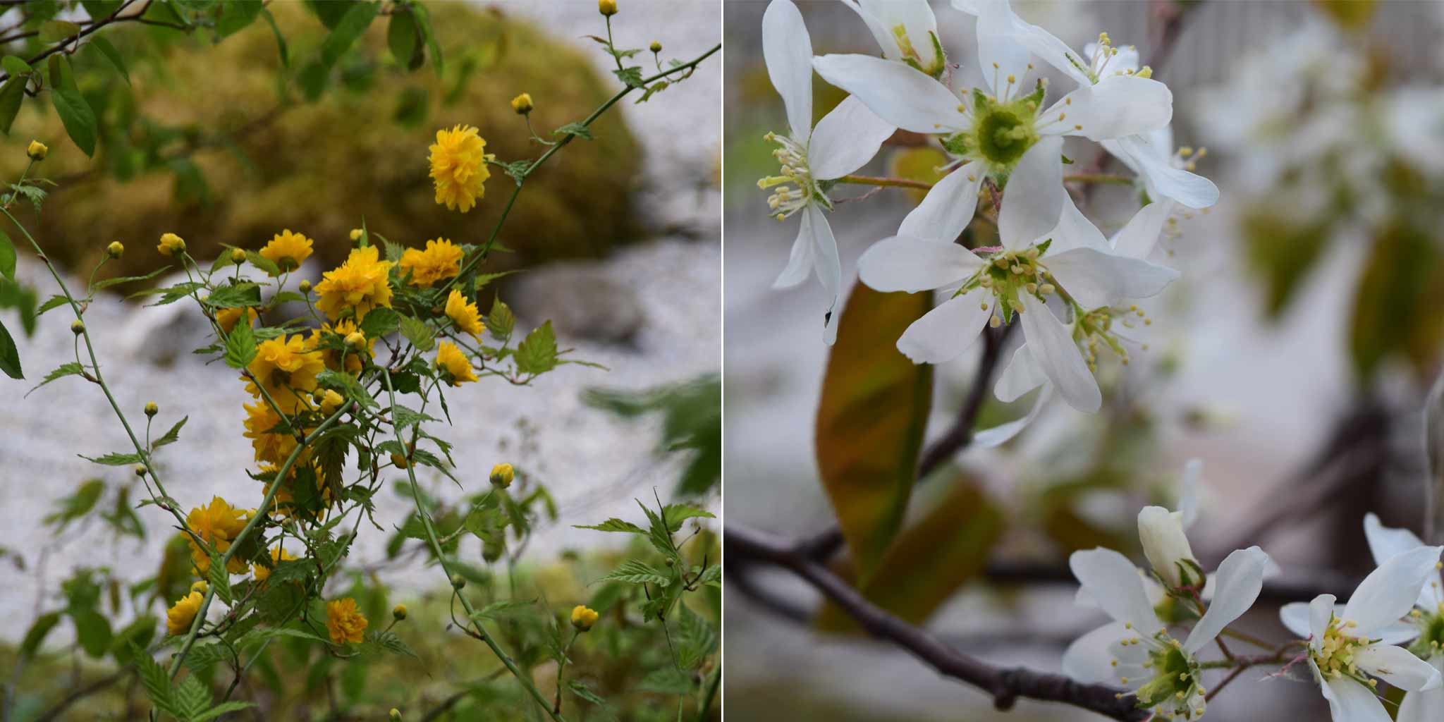 Blüten des Japanischen Goldröschens und der Felsenbirne im Zengarten